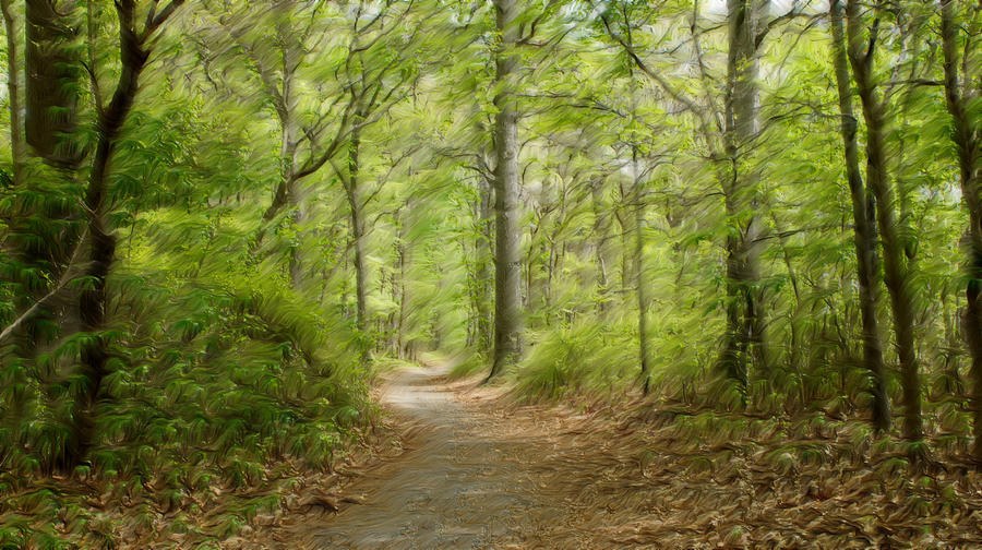 Forest Photograph - Through the Forest by Linda C Johnson Forest Photograph - Through the Forest by Linda C Johnson