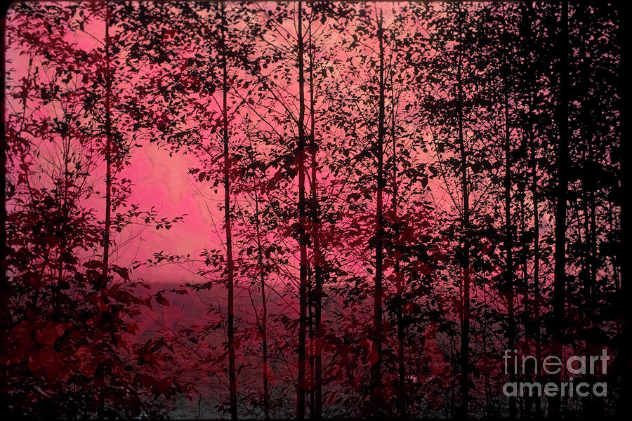 Tree Photograph - Through the forest, rose by Michael Ziegler