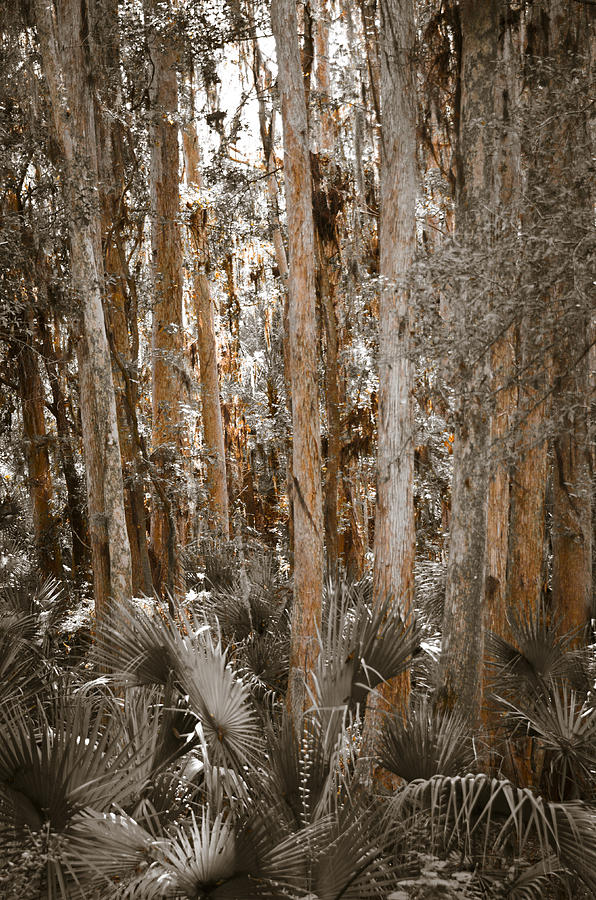 Through the Forest Trees Photograph by Carolyn Marshall Through the Forest Trees Photograph by Carolyn Marshall
