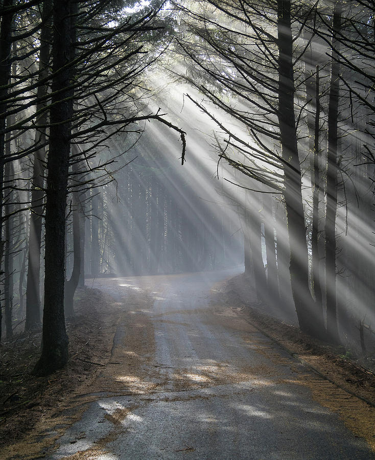 Through the Forested Sunrays Photograph by Greg Nyquist