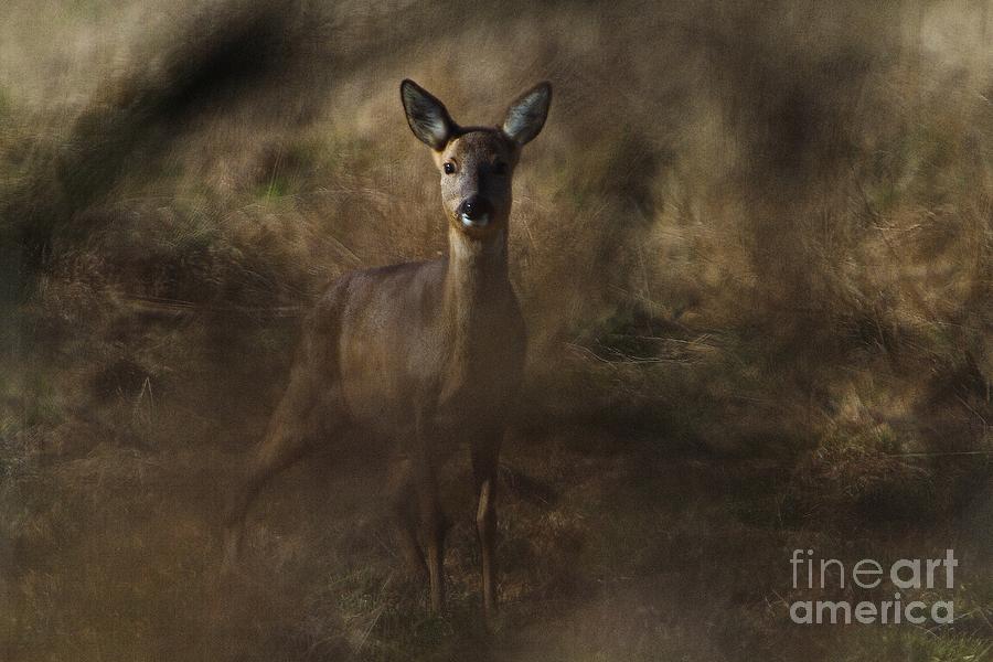Deer Photograph - Through the hedge row  by Gary Bridger