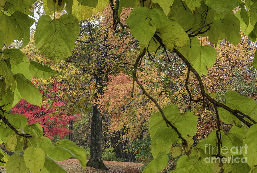 Through The Leaves Photograph by Tamara Becker
