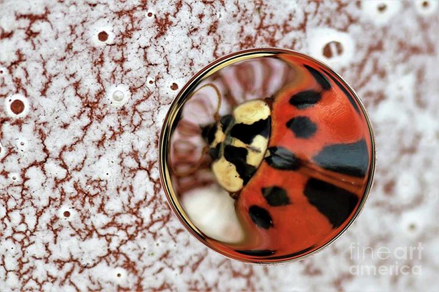 Ladybug Digital Art - Through The Looking Glass #3 by Tracey Lee Cassin