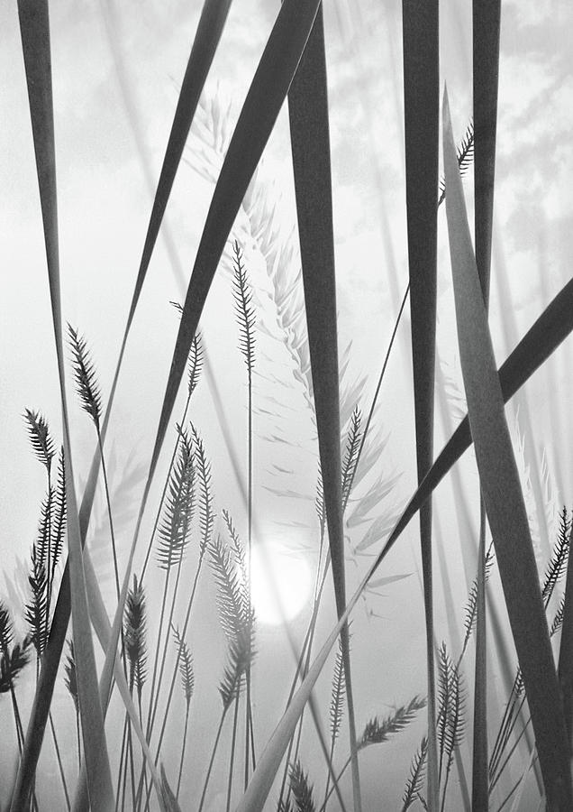 Black And White Photograph - Through the looking grass by John Poon