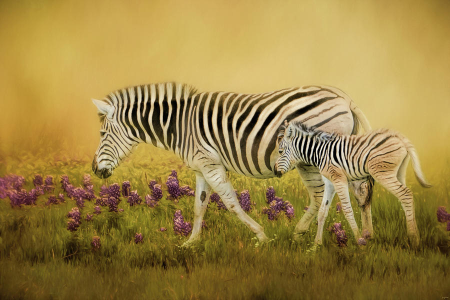 Animal Photograph - Through the Meadow Zebra Art by Jai Johnson