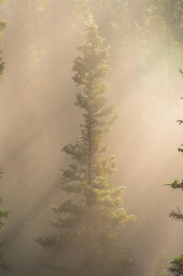Tree Photograph - Through the Mist by Dustin LeFevre