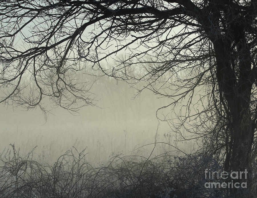 Through the Mist Photograph by Elizabeth Winter