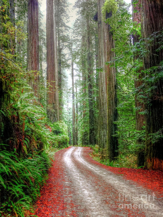 Nature Photograph - Through the Redwood Forest by Juli Scalzi