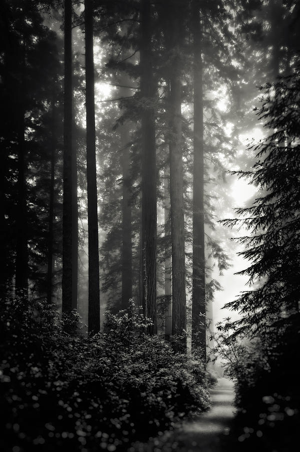 Through the Redwoods - black and white Photograph by Eduard Moldoveanu