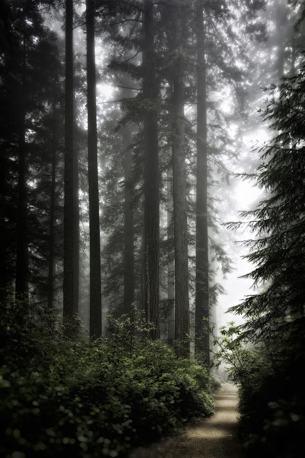 Nature Photograph - Through the Redwoods by Eduard Moldoveanu