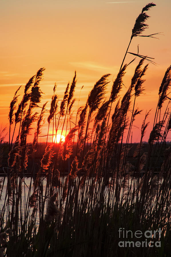 Sunset Photograph - Through the Reeds by Bob Phillips