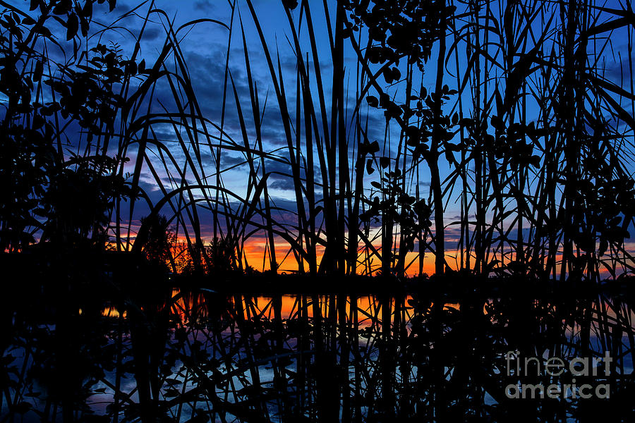 Through the reeds Photograph by Quinn Sedam