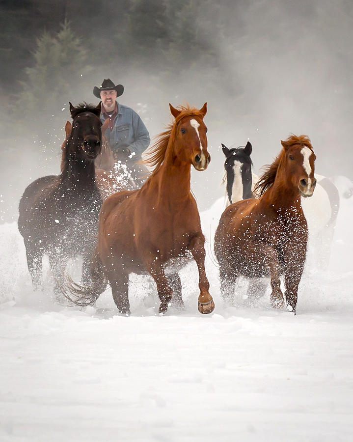 Horse Photograph - Through the Snow by Jack Bell