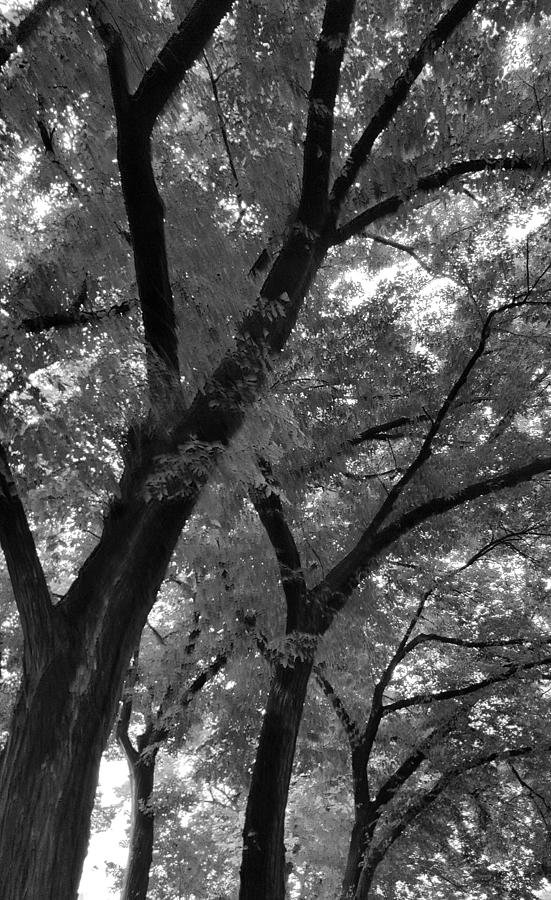 Through The Trees Photograph by Britten Adams
