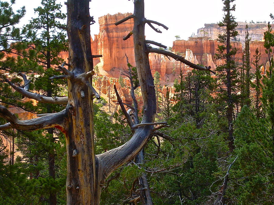 Through the Trees by Frank SantAgata Through the Trees by Frank SantAgata