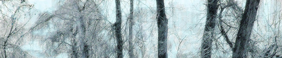 Through The Trees Photograph by Ian  MacDonald