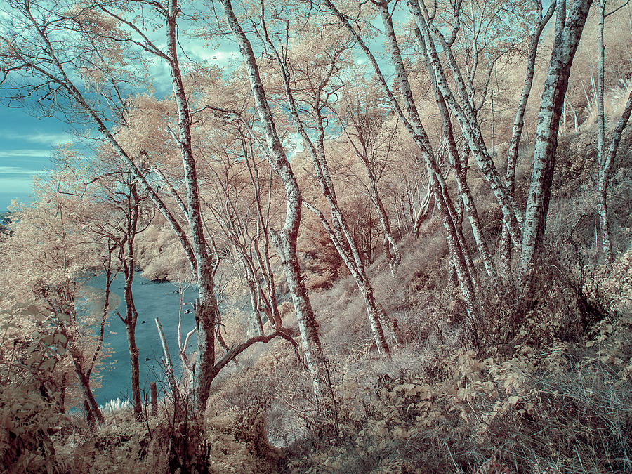 Tree Photograph - Through the Trees in Infrared by Greg Nyquist