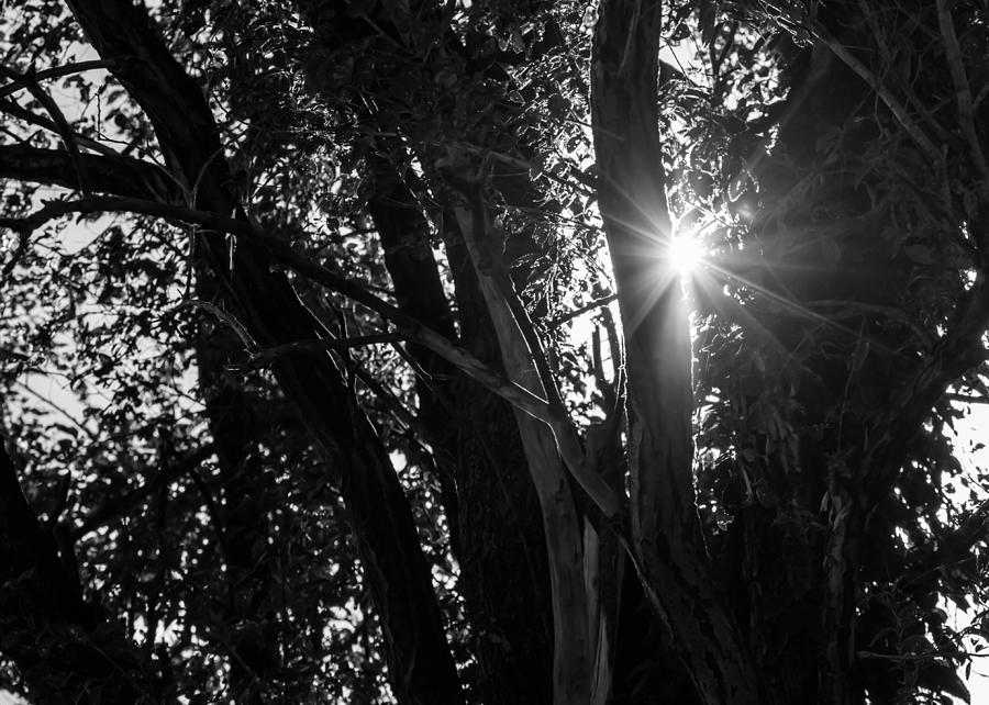 Through The Trees Photograph