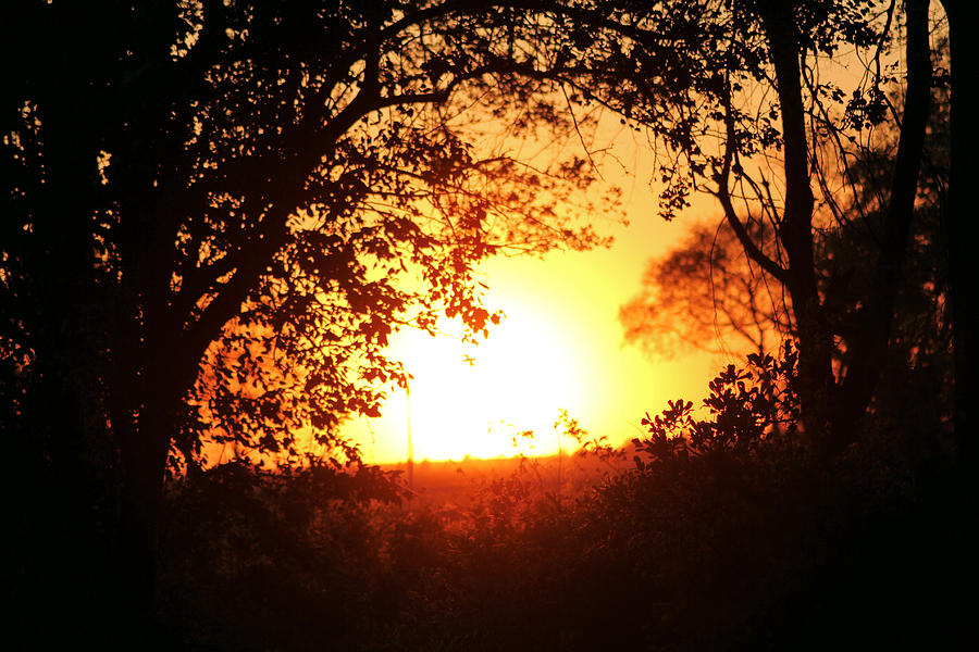 Sunset Photograph - Through The Trees by Karen Wagner