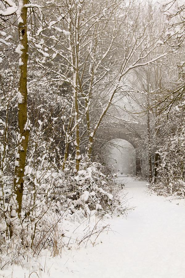 Through the trees Through the snow Photograph by Adam Smith