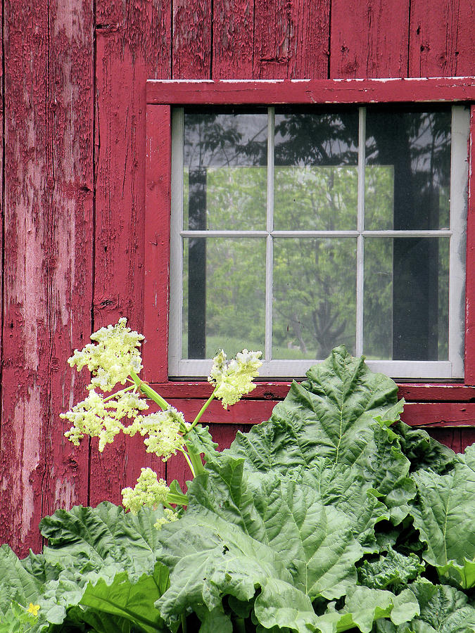 Through the Window Photograph by Rosalie Scanlon