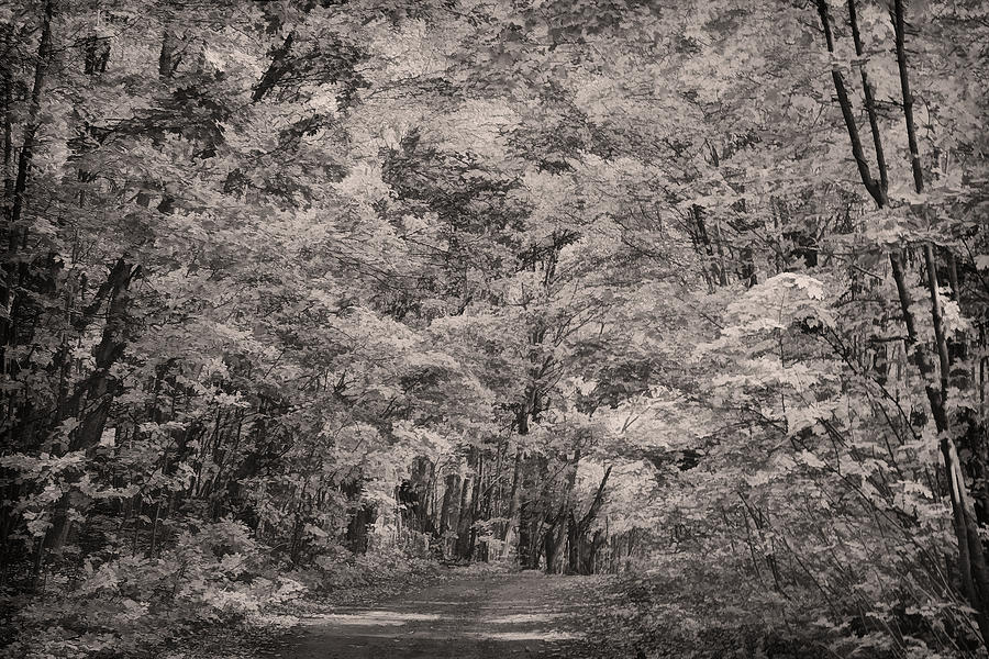 Through the Woods BW Photograph by Theo OConnor