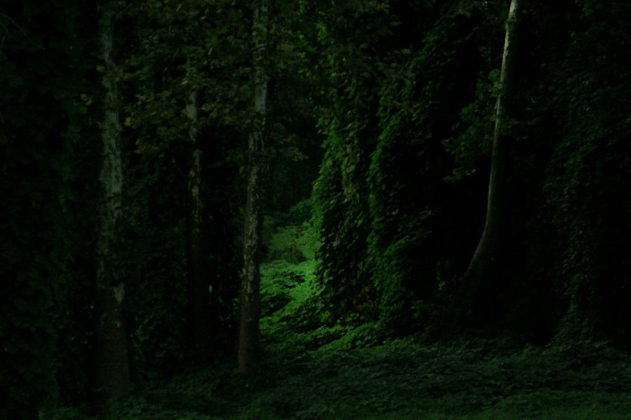 Through the Woods Dark and Deep Photograph by Douglas Barnett
