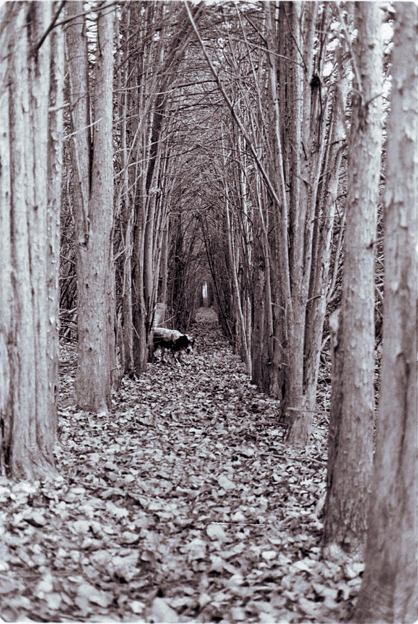 Black And White Photograph - Through the Woods by Jeff Porter