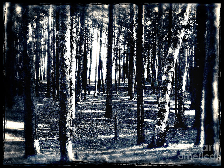 Black And White Digital Art - Through The Woods by Phil Perkins