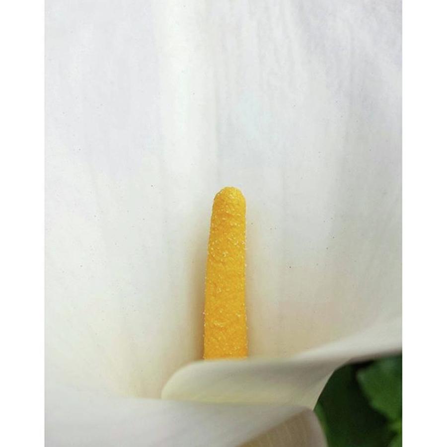 Nature Photograph - Throughout History, Calla Lilies Have by The Texturologist