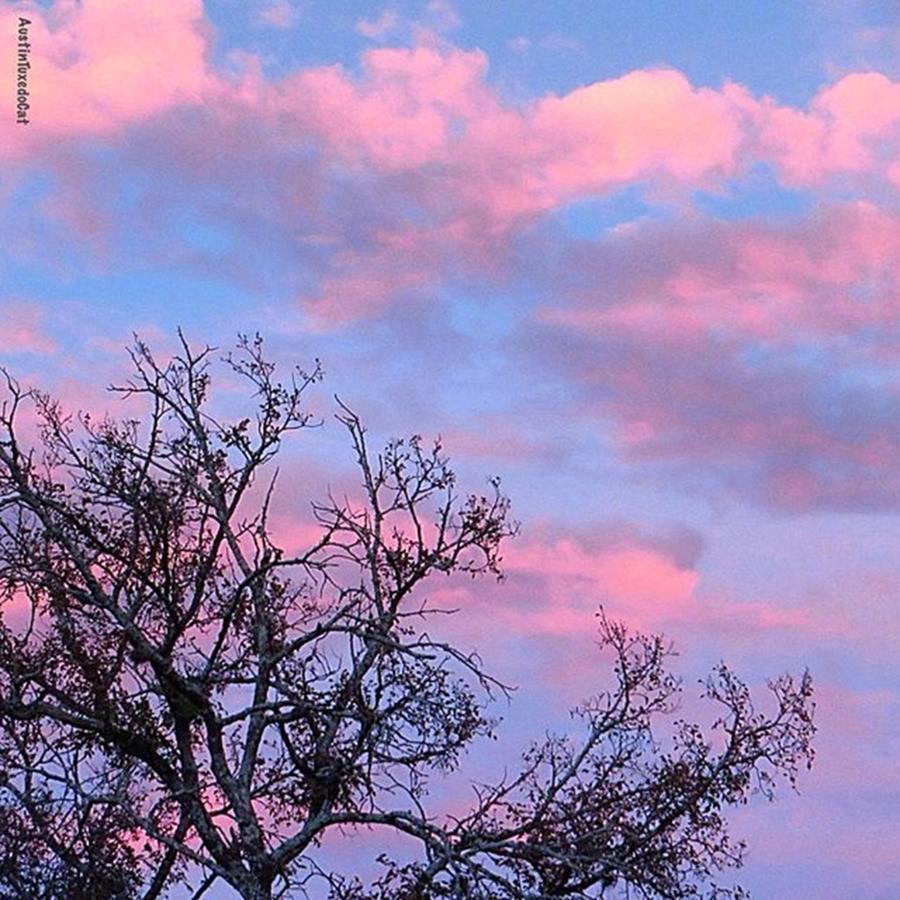 Tree Photograph - #throwback To A #instaawesome #pink by Austin Tuxedo Cat