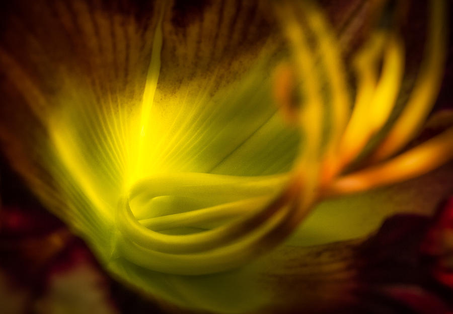 Thru-lit petals Photograph by Rikk Flohr