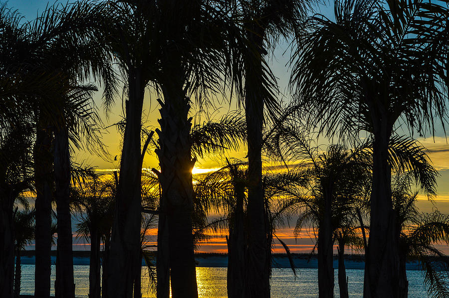 Thru the Palms Photograph by Michael Thomas