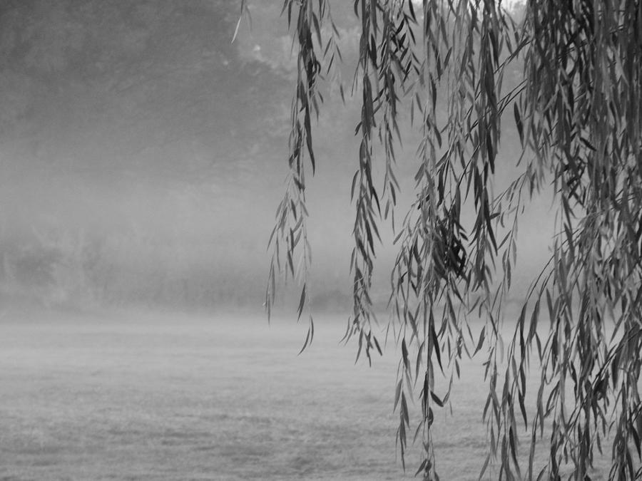 Nature Photograph - Thru The Willow On A Foggy Morning by Virginia White
