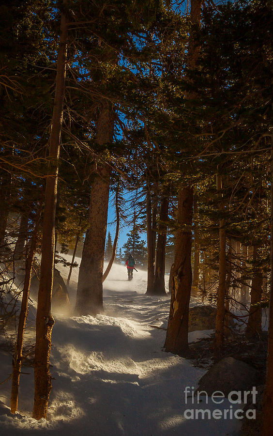 Winter Photograph - Thru the Woods by Steven Reed
