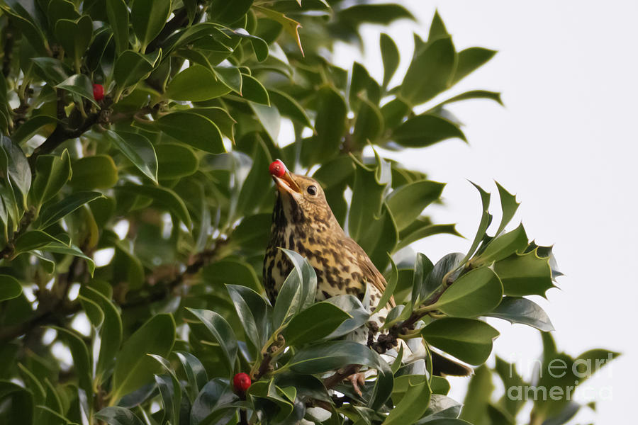 Thrush with a Holly Berry Photograph by Terri Waters