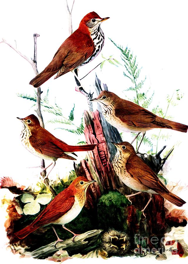Thrushes and Veery Birds Mixed Media by Rose Santuci-Sofranko