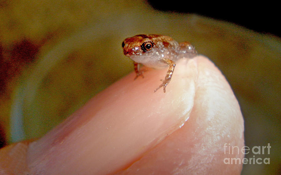 Thumb nail frog Photograph by Larry Mulvehill
