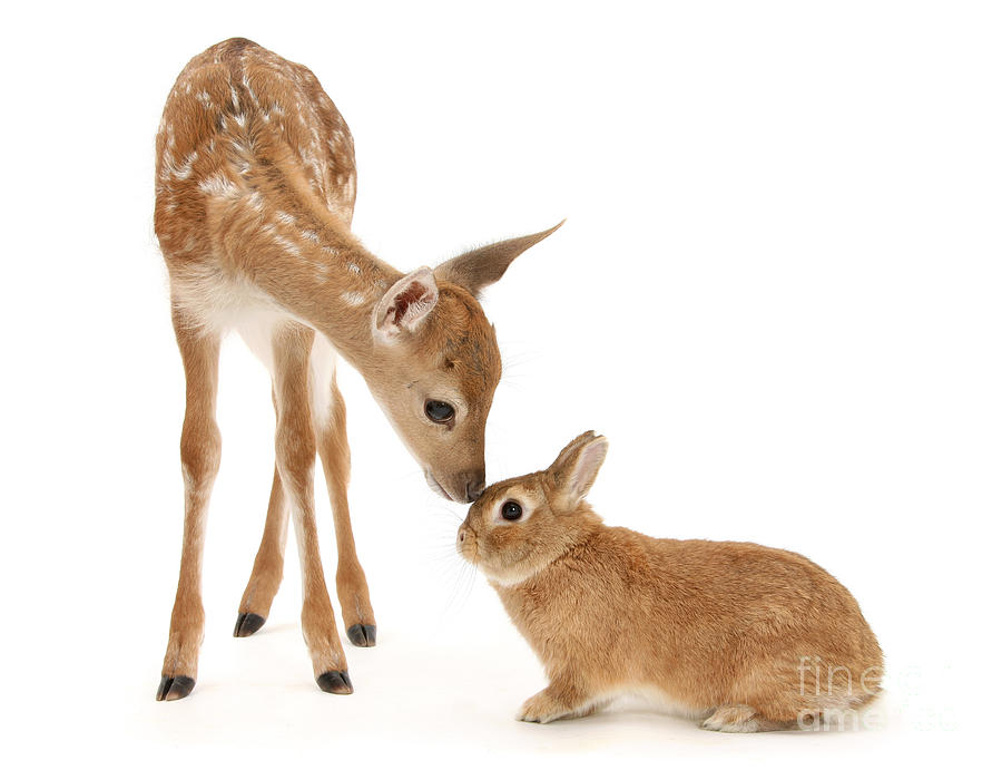 Thumper and Bambi Photograph by Warren Photographic