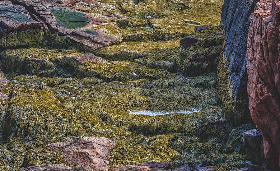 Thunder Hole - Seaweed Photograph By Black Brook Photography - Fine Art 