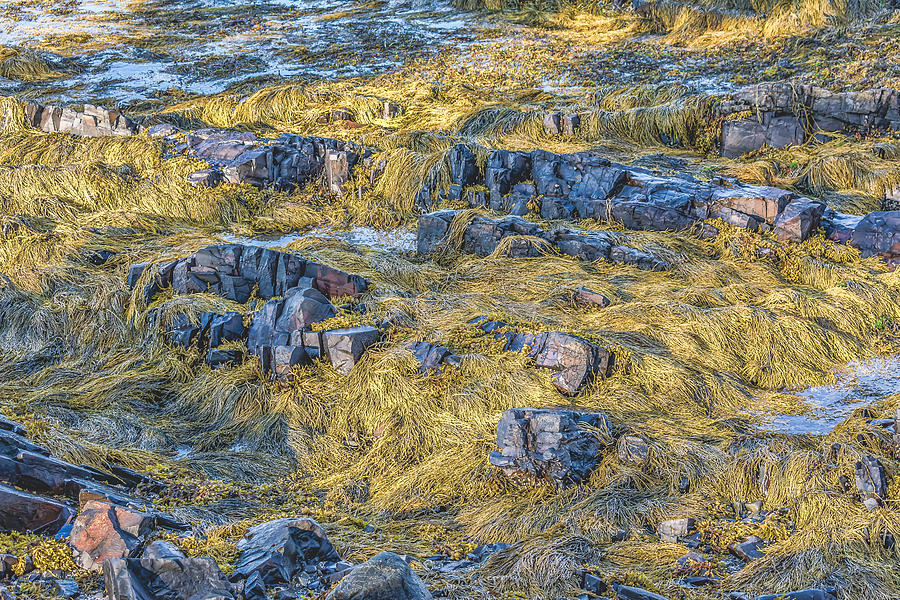 Thunder Hole - Sunny Seaweed Photograph