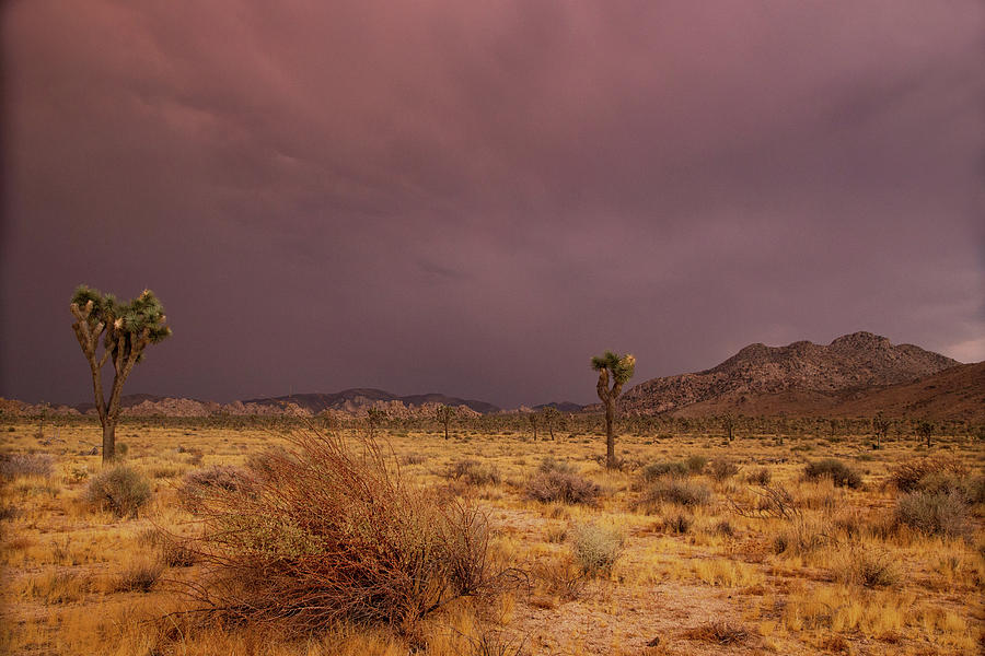 Thunder over the Joshua Trees Photograph by Kunal Mehra