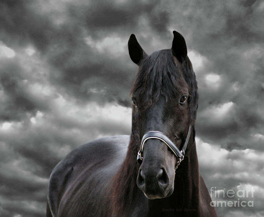 Thunder the Dark Horse, square Photograph by Sandra Huston