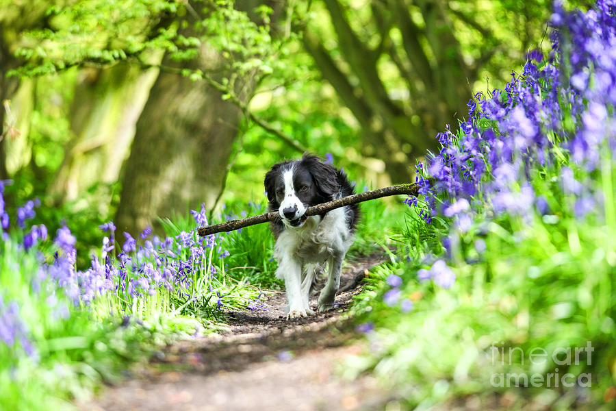 Molly enjoying  fetching her stick in the Bluebells Photograph by John Keates