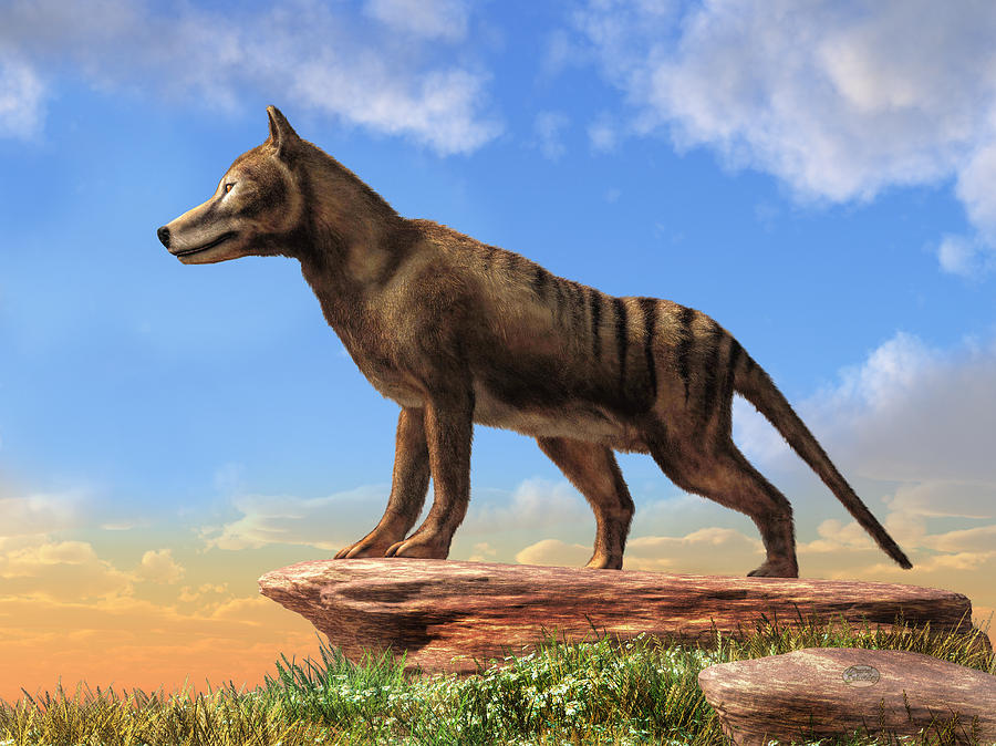 Thylacine Digital Art by Daniel Eskridge
