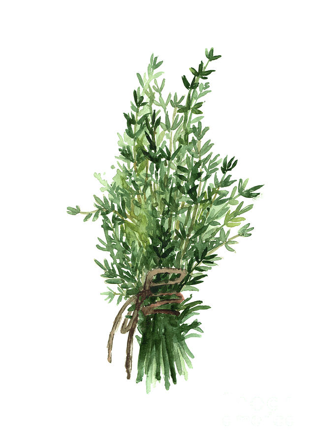 Thyme Painting - Thyme bundle tied with brown string by Joanna Szmerdt
