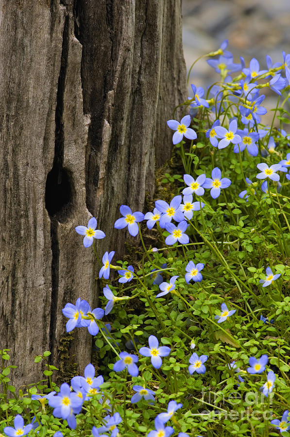 Spring Photograph - Thyme-leaved Bluets - D008426 by Daniel Dempster