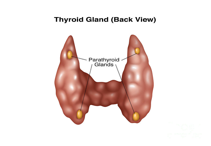 Science Photograph - Thyroid Gland Back, Illustration by Gwen Shockey