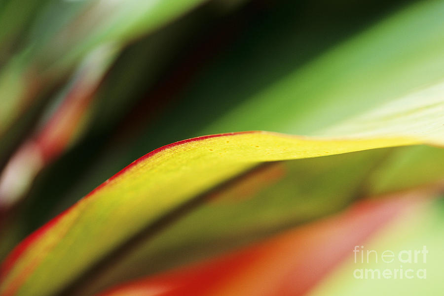 Ti-Leaf Abstract Photograph by William Waterfall - Printscapes