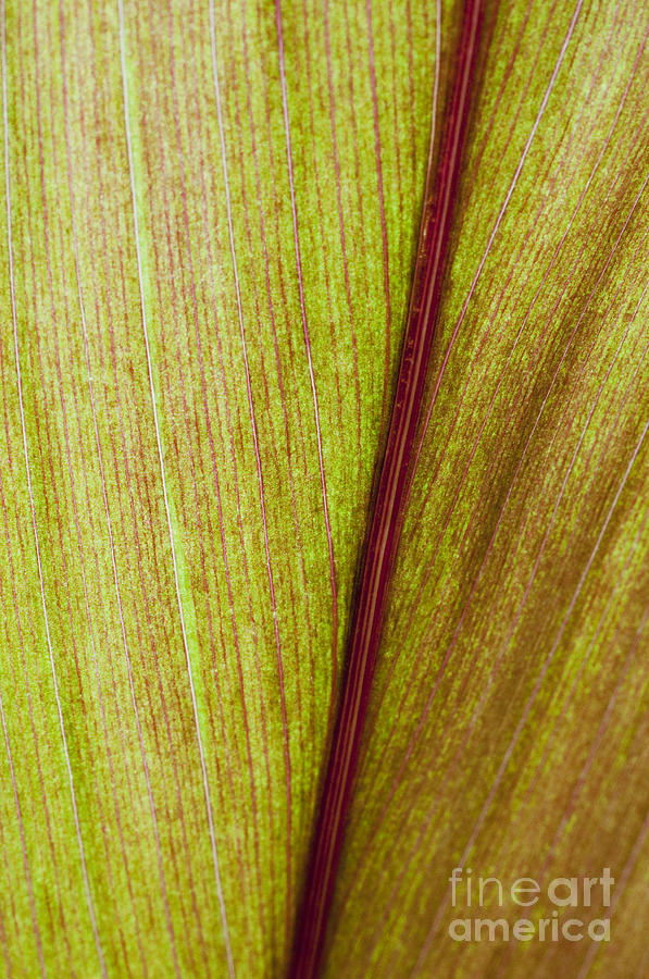 Abstract Photograph - Ti Leaf Close-up by Joe Carini - Printscapes